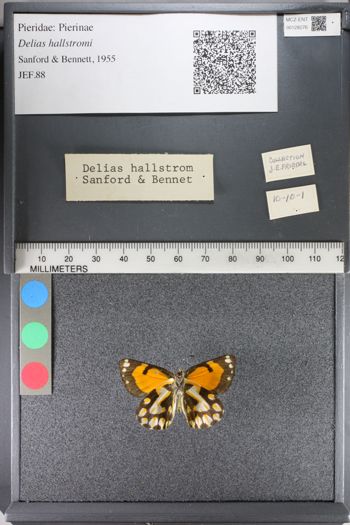 Media type: image;   Entomology 128276